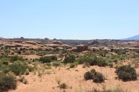 desert bushes in Utah