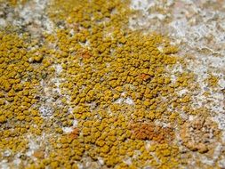 yellow lichen on a stone in autumn