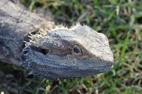 Lizard Scales Close-Up
