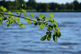 branch with leaves by the river