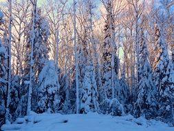 Beautiful winter forest with trees in snow at colorful sunset