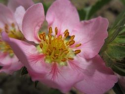 pink strawberry flower close-up