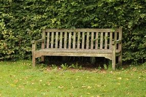 bench in peaceful park