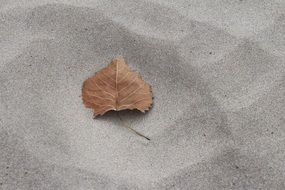 dry leaf on sand close up