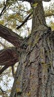 bottom view of the bark of a large tree close-up