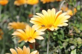 yellow spring flowers in the garden