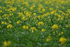 rapeseed or brassica napus