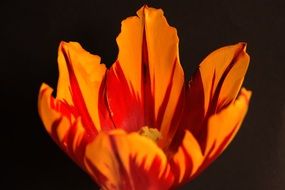 red tulip in bright sunlight on a black background