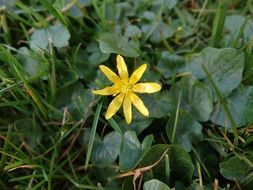 yellow flower like a star