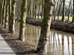 canal along the park alley in autumn