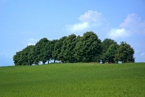 grove of trees in a green meadow on a sunny day