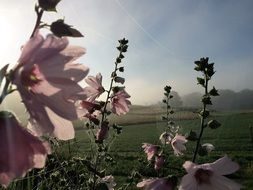 pink mallow in the meadow