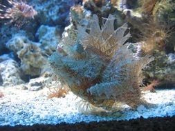 seaweed and plants in aquarium close up