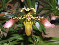 Orchid Flower Bright yellow blossom