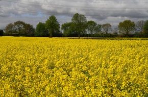 yellow field of rapeseeds trees aback