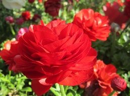 Red Flowers blooming Garden view