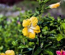 yellow hibiscus flower with green leaves