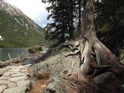 landscape of tree near a river on a mountain in poland