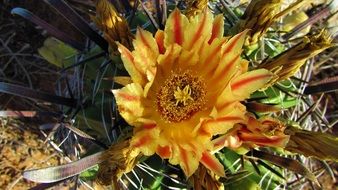 yellow Cactus Plant Flower macro