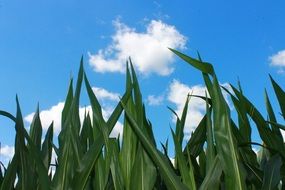 cornfield against blue sky close up