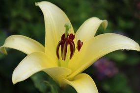 light yellow lily close-up