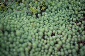 tiny green succulents