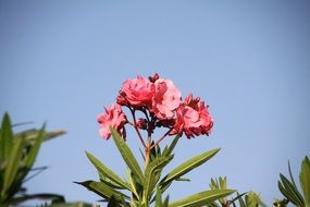 shrub of the laurier rose