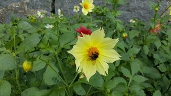 yellow White Flower