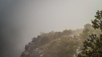 Beautiful view of the plants on the mountain in fog