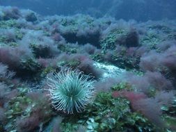 closeup picture of Beautiful plants underwater