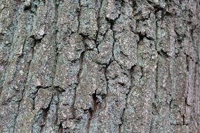 tree bark in blue lichen