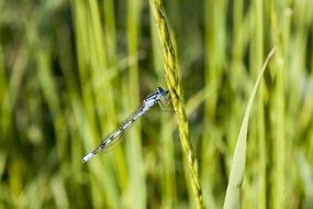 blue dragonfly in wildlife