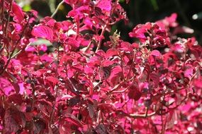 lush bright pink bloom of a shrub on a sunny day