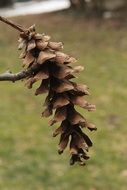 tall pine cone close-up on blurred background