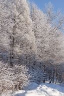 winter trees in sunny day