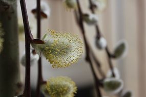 willow branches with fluffy buds