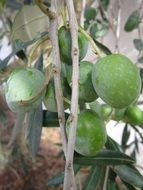 Closeup Picture of Olives on a tree