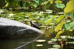 turtle on stone in the pond