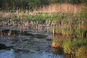 Water Wetlands Swamp Nature