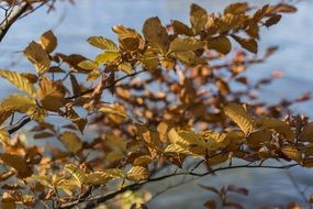 tree leaves in the late autumn