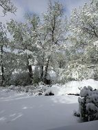 winter landscape in the forest in winter