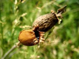 odkvetlÃ½ Seeds