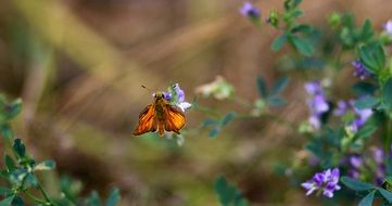 red butterfly insect