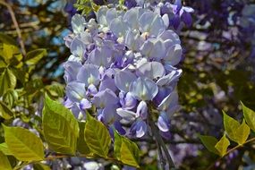 Wisteria Blue Flowers on tree closeup