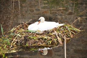 white swan in a nest on the lake