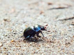 black beetle on a forest path close-up
