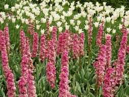 Pink hollyhocks