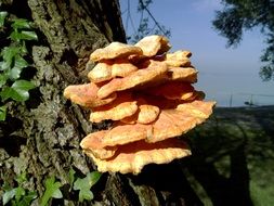 forest mushrooms on the wood