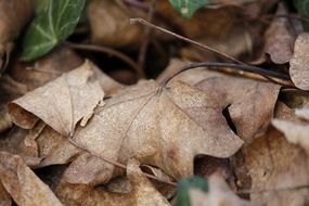 brown twisted autumn leaves