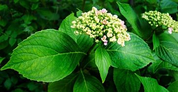 Hortensia, Hydrangea, blooming Plants